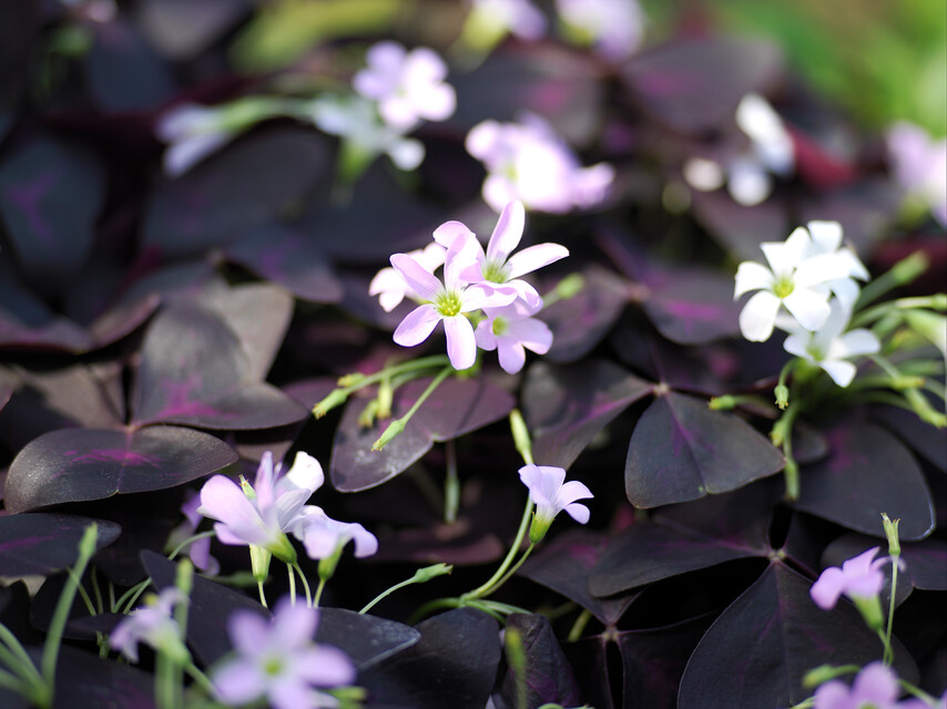 Oxalis (False Shamrock)